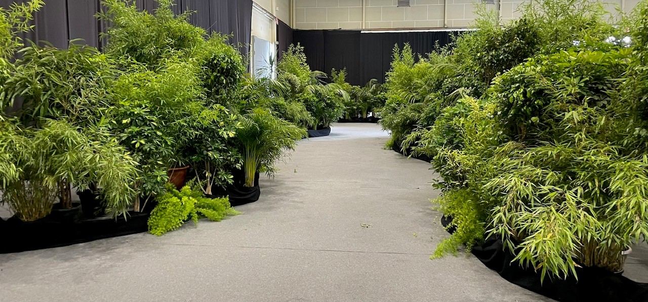 Allée immersive de bambous et plantes vertes